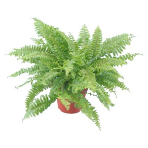 Felce a spada verde GROW by OBI in vaso, pianta da interno.