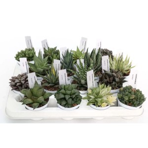 Diverse piante grasse t.b.t. in vaso su un vassoio.