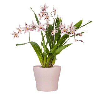 t.b.t. in vaso rosa. Pianta da interno con fiori bianchi e rossi. Pianta decorativa in vaso per interni.