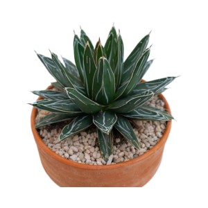 Agave victoriaereginae piante grasse vaso terracotta Ø 21 cm