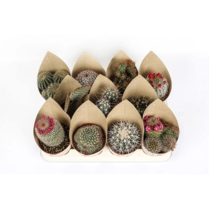 Vari cactus in vaso, avvolti in carta, su un vassoio.