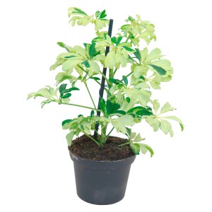 Schefflera Janine in vaso, ca. 8 cm Ø, con foglie variegate verdi e bianche.