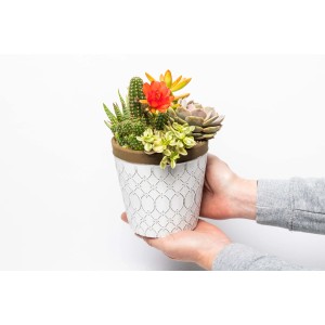 Mix di cactus in fiore in vaso bianco, tenuto in mano.