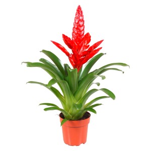 Vriesea 'Barbara' con fiore rosso in vaso, una bromeliacea decorativa per la tua casa.
