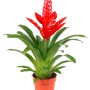 Vriesea 'Barbara' con fiore rosso in vaso, una bromeliacea decorativa per la tua casa.