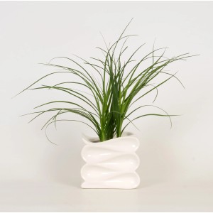 Pianta verde in vaso di ceramica bianca (Ø vaso 12 cm) per interni.
