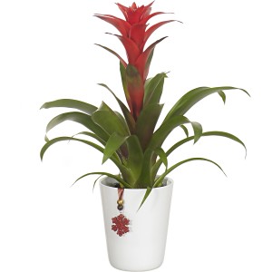 Guzmania, pianta da interno con fiore rosso in vaso bianco, decorazione festiva.