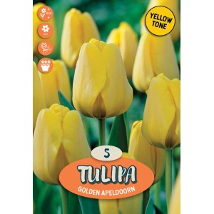 Tulipani gialli "Golden Apeldoorn" come bulbi da fiore per il giardino.