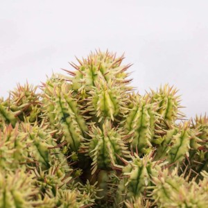 Euphorbia aggregata variegata pianta grassa vaso Ø 10,5 cm