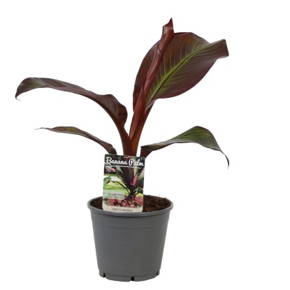 Banano ornamentale Red Banana con vaso Ø 14 cm H 6-65 cm