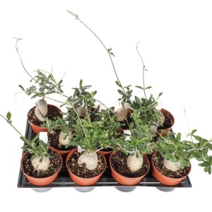 Fockea edulis Caudex pianta succulenta vaso Ø 12 cm