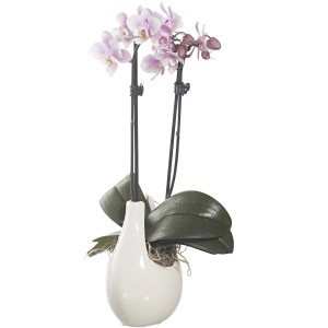 Orchidea delicata con fiori rosa in vaso bianco. Elegante pianta da interno.