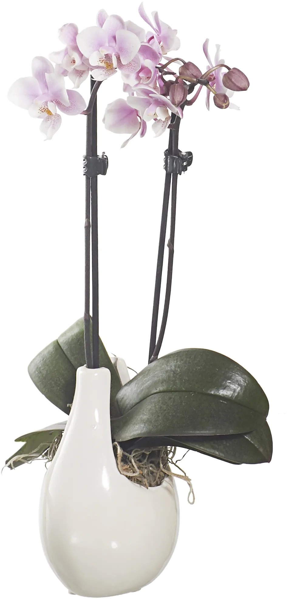 Kit Rinvaso Orchidea Fertilizzante + Terriccio - Foto 3