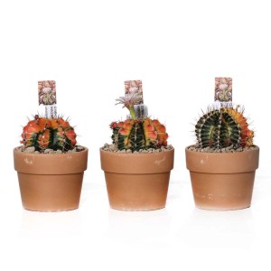 Gymnocalycium mihanovichii Cactus Vaso terracotta Ø 10,5 cm