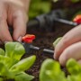 Irrigazione con connettore t.b.t. in giardino, primo piano.
