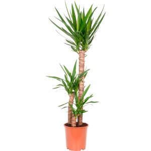 GROW by OBI Palma di Giglio con 3 fusti, altezza 130-140 cm in vaso da 24 cm.