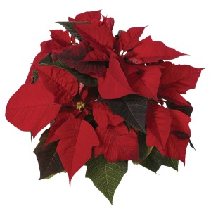 Stella di Natale rossa con foglie verdi.