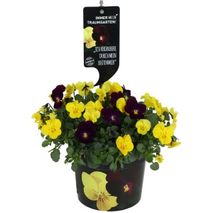 Viola del pensiero OBI (Viola endurio) in vaso, fiori gialli e viola, altezza ca. 15-20 cm.