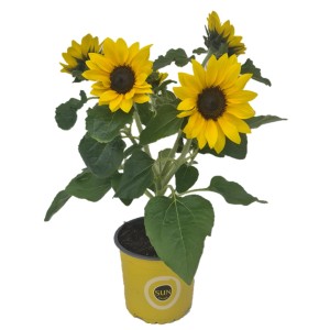 Girasole 'Sunsation Multiflower' in vaso giallo, altezza circa 35-40 cm.