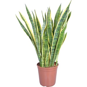 Succulenta Laurentii (Sansevieria trifasciata) in vaso, ca. 24 cm Ø.