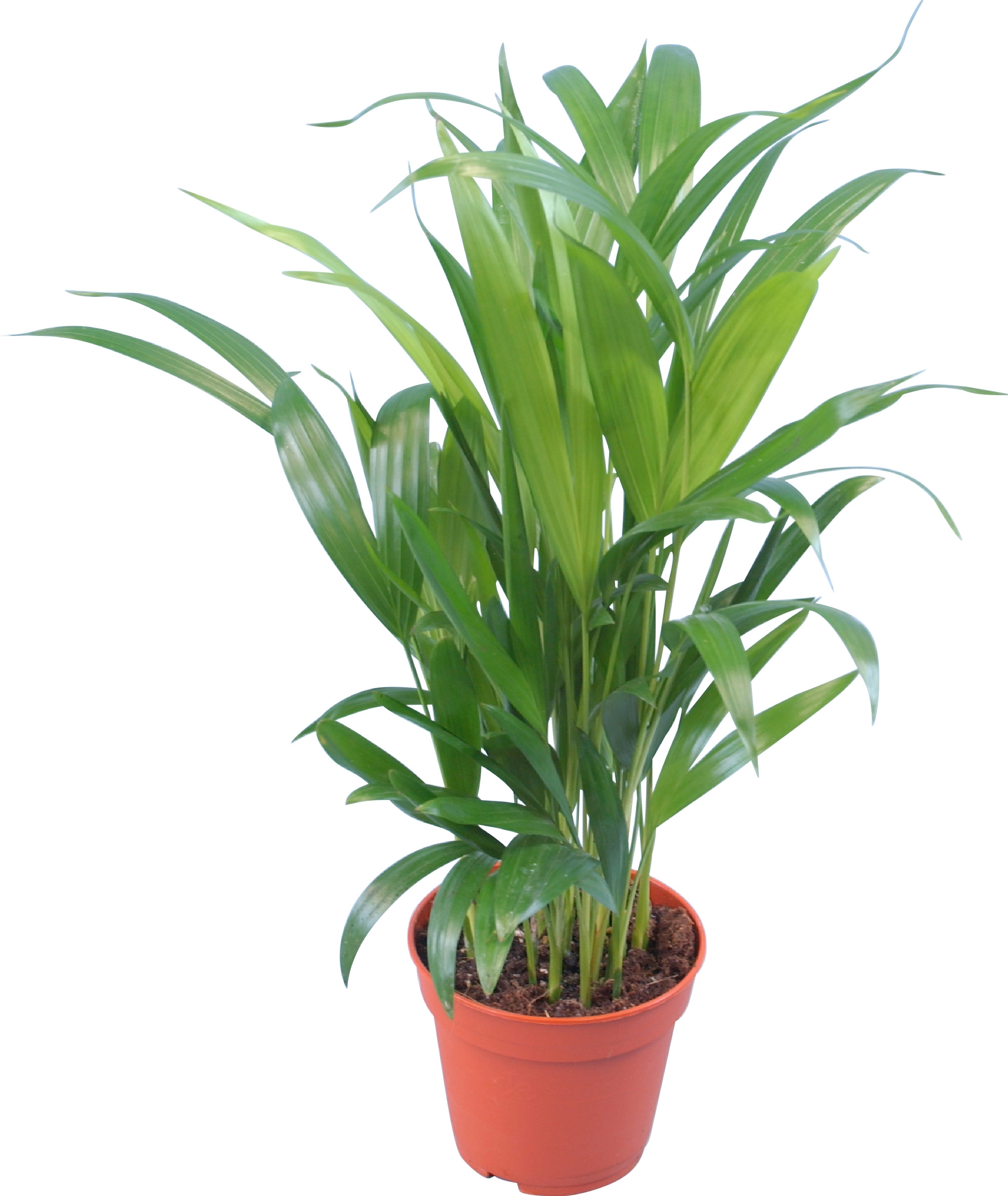 Areca Palme (palma da frutto oro) – L pianta d'appartamento, tropicale, piante  da interno, grandi e vere, dimensioni piante da 90 – 100 cm, pianta di  palma per stanza, ufficio : 