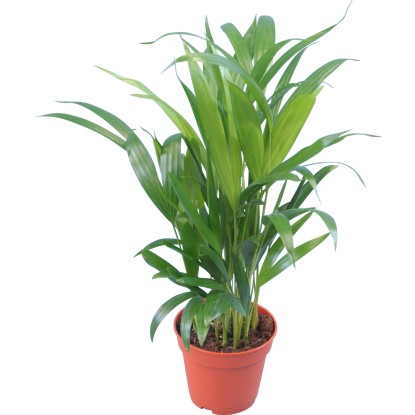 Palma areca (palma dai frutti d`oro) Ø 12 cm