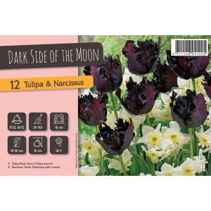 Tulipani e Narcisi 'Dark Side of the Moon', fiori neri, 12 bulbi.