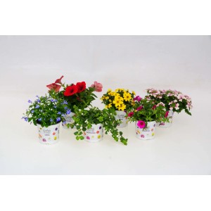 Diverse piante perenni tappezzanti fiorite t.b.t. in vaso.