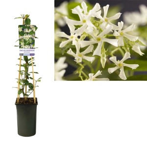 Gelsomino stellato (Trachelospermum jasminoides) in vaso con supporto per rampicanti e primo piano dei fiori bianchi.