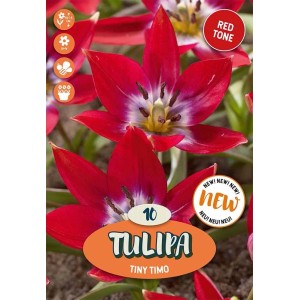 Bulbi tulipano Botanico Tiny Timo Rosso e Magenta