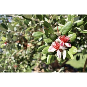 Albero da frutto t.b.t. in fiore con fiori rosa-rossi e foglie verdi.
