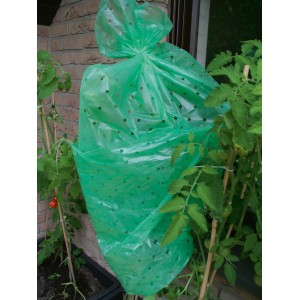 Foglio di pomodoro verde che protegge una pianta di pomodoro in giardino.