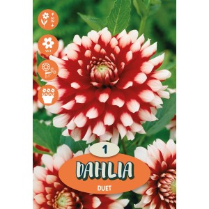 Bulbi da fiore Dahlia Duet