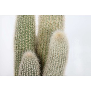 Primo piano di un cactus t.b.t. con spine bianche e pelose.