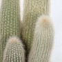 Primo piano di un cactus t.b.t. con spine bianche e pelose.