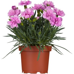 Garofano dei giardini OBI Dinetta rosa in vaso, una pianta da esterno fiorita per giardino e balcone.