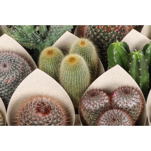 Vari cactus in vaso, forme e colori diversi.