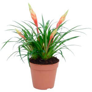 Vriesea Shannon in vaso, fiore giallo, foglie verdi. Bromeliacea da interno di GROW by OBI.