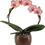Orchidea Phalaenopsis in vaso di ceramica marrone, diametro vaso circa 12 cm.