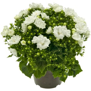 Campanula White Like Mee con fiori doppi bianchi in vaso.