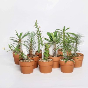 Euphorbia piante grasse da collezione vaso terracotta Ø 10,5 cm