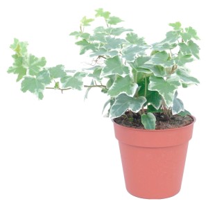 GROW by OBI edera in vaso, foglie verdi e bianche, ca. 13 cm Ø. Pianta rampicante per casa e giardino.