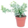 GROW by OBI edera in vaso, foglie verdi e bianche, ca. 13 cm Ø. Pianta rampicante per casa e giardino.