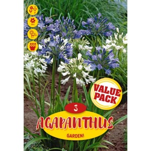 Bulbi da fiore Agapanthus Mix
