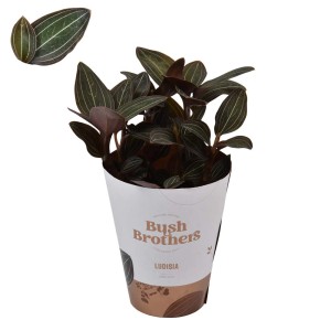 Orchidea Ludisia Discolor in vaso con foglie decorative.