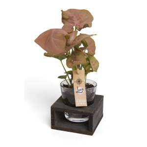 T.b.t. pianta da interno in vetro con base in legno. Composizione decorativa per interni.