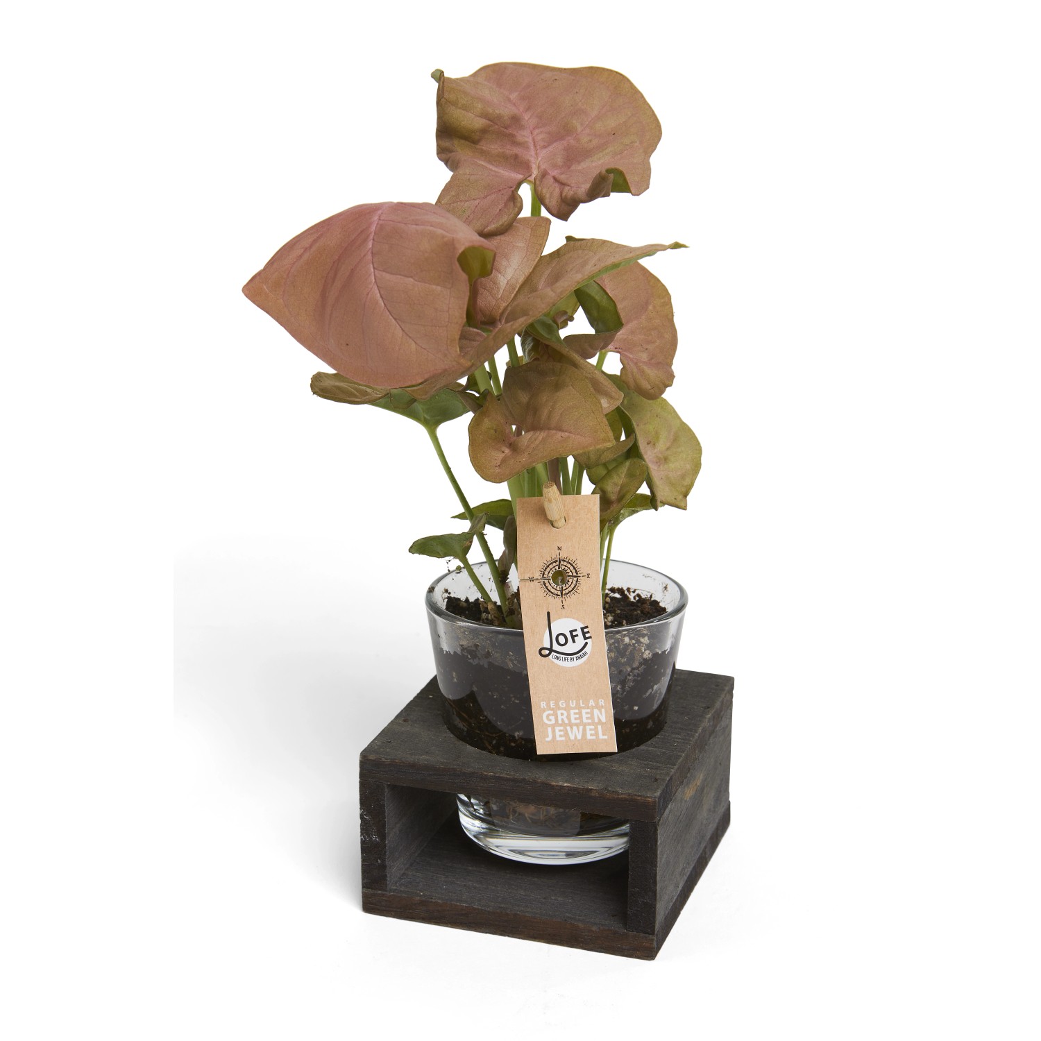 T.b.t. pianta da interno in vetro con base in legno. Composizione decorativa per interni.