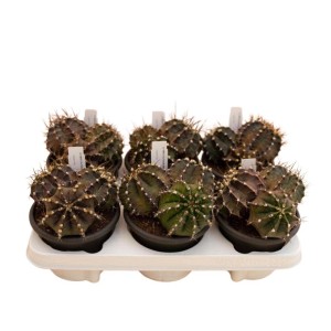 Gymnocalycium mihanovichii Cactus vaso Ø 13 cm