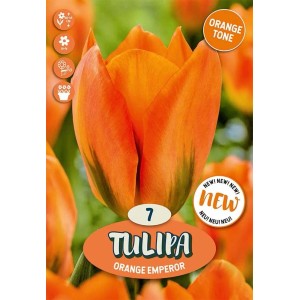 Bulbi tulipano Fosteriana Emperor Arancione