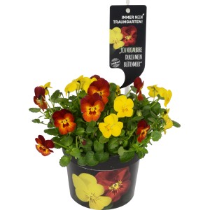 Viola Flame Giallo/Rosso in vaso, ca. 12 cm Ø. Pianta primaverile per aiuole e balconi.